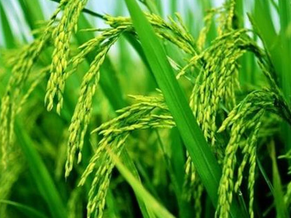 華南農(nóng)業(yè)大學水稻無人農(nóng)場產(chǎn)出大米，畝產(chǎn)558.6公斤